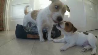 Jack Russell pup sleepy and giving kisses