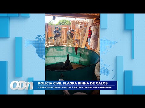Quatro pessoas são levadas à delegacia por envolvimento em rinha de galos 07 07 2025