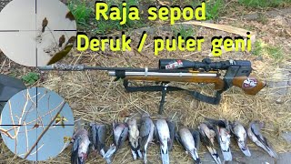 grombolan puter geni / deruk