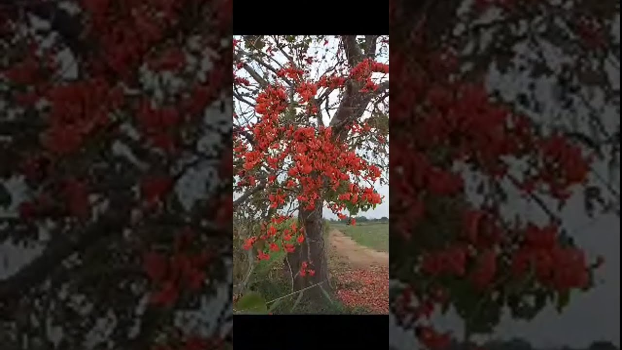 Num Nonem กำลังถ่ายทอดสด!