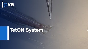 TetON System to Study Molecular Mechanisms of Regeneration | Protocol Preview