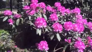 Como Cultivar Rododendros Y Azaleas Con éxito En Mar Del Plata Como Cultivar Rododendros Y Azaleas Con éxito En Mar Del Plata