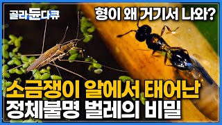 분명히 소금쟁이가 낳은 알인데 정체불명의 벌이 태어났다?│남이 낳은 알 속에서 먹고 자라는 기생벌 이야기│잔인하지만 경이로운 기생의 비밀│다큐프라임│#골라듄다큐