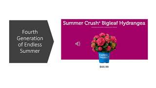 Story behind the hydrangea: Proven Winner Let's Dance® is hybrid from Endless Summer® original.