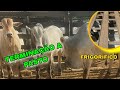 🛑🛑 EMBARQUE DO BOI GORDO NA FAZENDA