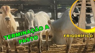 🛑🛑 EMBARQUE DO BOI GORDO NA FAZENDA