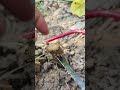 Mini Saw Cutting Guide