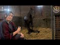 فاطمہ حسین پاکستان میں گھوڑوں کا شوق ایک نئے انداز سے Mj Official Tm Stud Farm Lahore Horse Punj فاطمہ حسین پاکستان میں گھوڑوں کا شوق ایک نئے انداز سے Mj Official Tm Stud Farm Lahore Horse Punj
