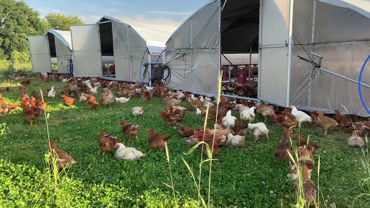 Our birds out on pasture at the farm