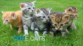 Baby  Cats - Cute & Funny Cats Videos Compilation