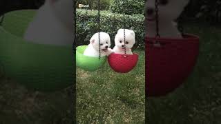 Cute Puppies Cradle