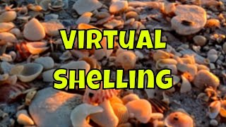 VIRTUAL SHELLING: SWFL, Forgotten Coast and the Panhandle