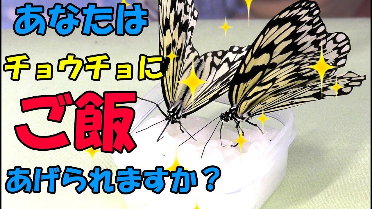 蝶に餌をやる3つの方法 蝶と蛾