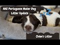 AKC Portuguese Water Dog Mom Chloe's PWD Litter Update April 2021 の動画、YouTube動画。