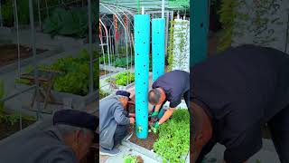 Strawberry Pillar Growing Method 🍓 Resimi