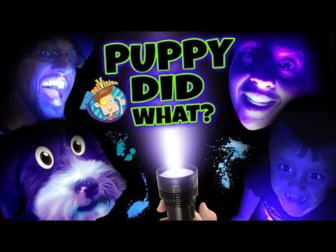 PET LIGHT DETECTOR?? Puppy in Trouble! (FUNnel Vision Oreo Blacklight Vlog)