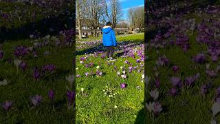 When spring comes in the Netherlands