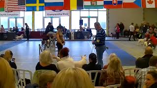 Bull terrier Championship show and Country competition 2023  (Part1)