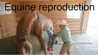 EQUINE REPRODUCTION 101. #horse #reproduction #ranch by The Mendota Ranch 29,043 views 9 months ago 16 minutes