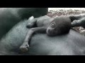 3 days old Baby Gorilla - Mother Baghira - Father Rututu - Munich Zoo