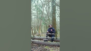 13% life expectancy  in Red Squirrels #squirrel #nature #wildlife #documentary #rewilding