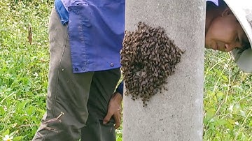 Cận Cảnh Bắt Ong Trong Cột Điện, Đơn Giản Hiệu Quả Chỉ 1 Lít Nước Với Chai Dầu Gió, Tiến Son Doong