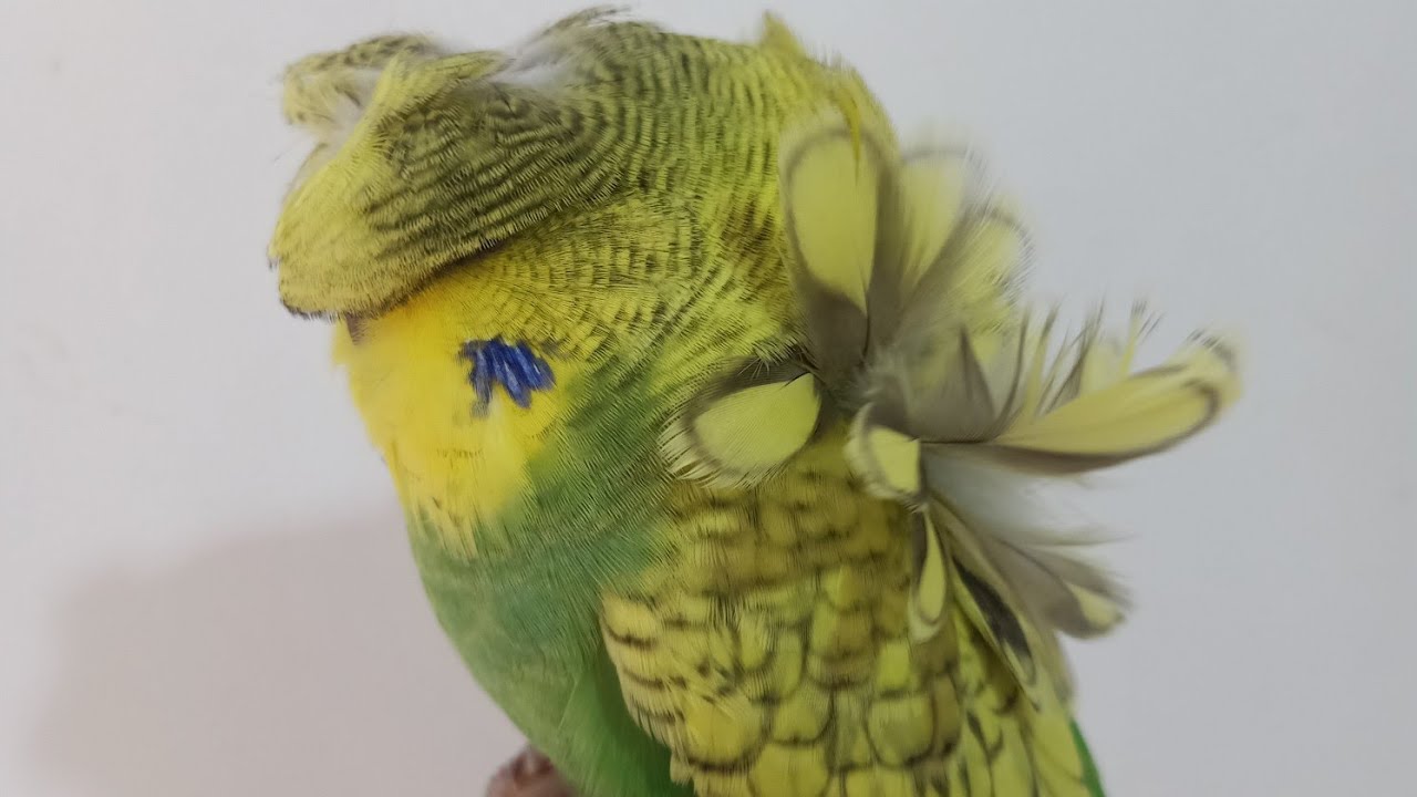 طريقه مختصره لتحويل طيورك الفلل العواده الي احجام مميزه دون هدر في الإنتاج  وبدون دفع مبالغ كبيره