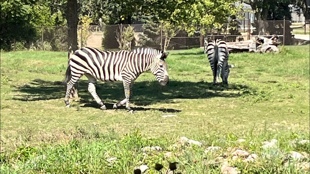 Zoo October 18, 2025