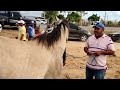 # 127. Feira de cavalos em Dois Riachos. Alagoas. 2021/10/27