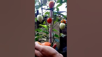 Panen Tomat | Petik Buah Tomat #Shorts#