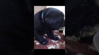 Saving *most* for later.. 😂🐾🥰 #labrador #dog #pets #labradorlovers #puppy