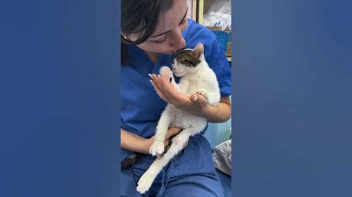 She helped this paralyzed cat walk again ❤️