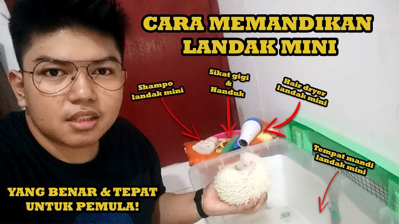 CARA MEMANDIKAN Landak Mini YANG BENAR & TEPAT! Semua TERJAWAB! Pemula