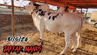 Jaffar Mandi Latest Update - VipTents - 31/5/2024 - Fateh Jang Bulls 2024 - Cow Mandi 2024