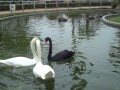 CISNES NADANDO