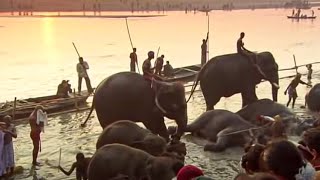 فیل های هندی | گنگ | استودیو بی بی سی