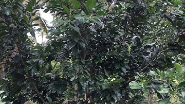 Bưởi Ruby Bình Tân Vĩnh Long -0919705120