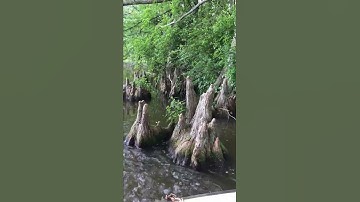 The Northern-most Wild Bald Cypress Trees!