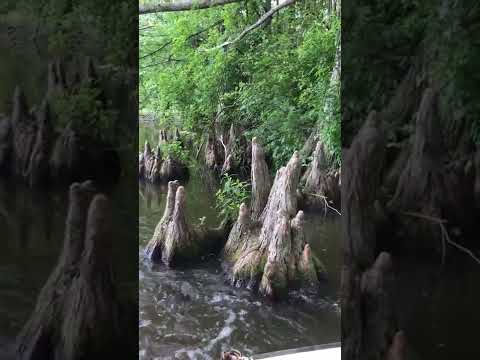 Video: Cypress swamp: description, planting and care