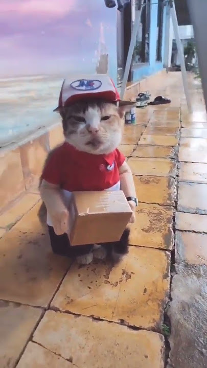 KASIAN KURIR KEHUJANAN #kucing #sikompret#kangpaket