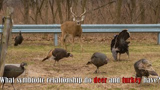 【Camojojo】Unspoken bond in deer and turkeys