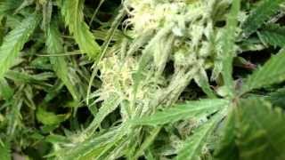TGA Space Bomb, frosty Pheno, enjoy