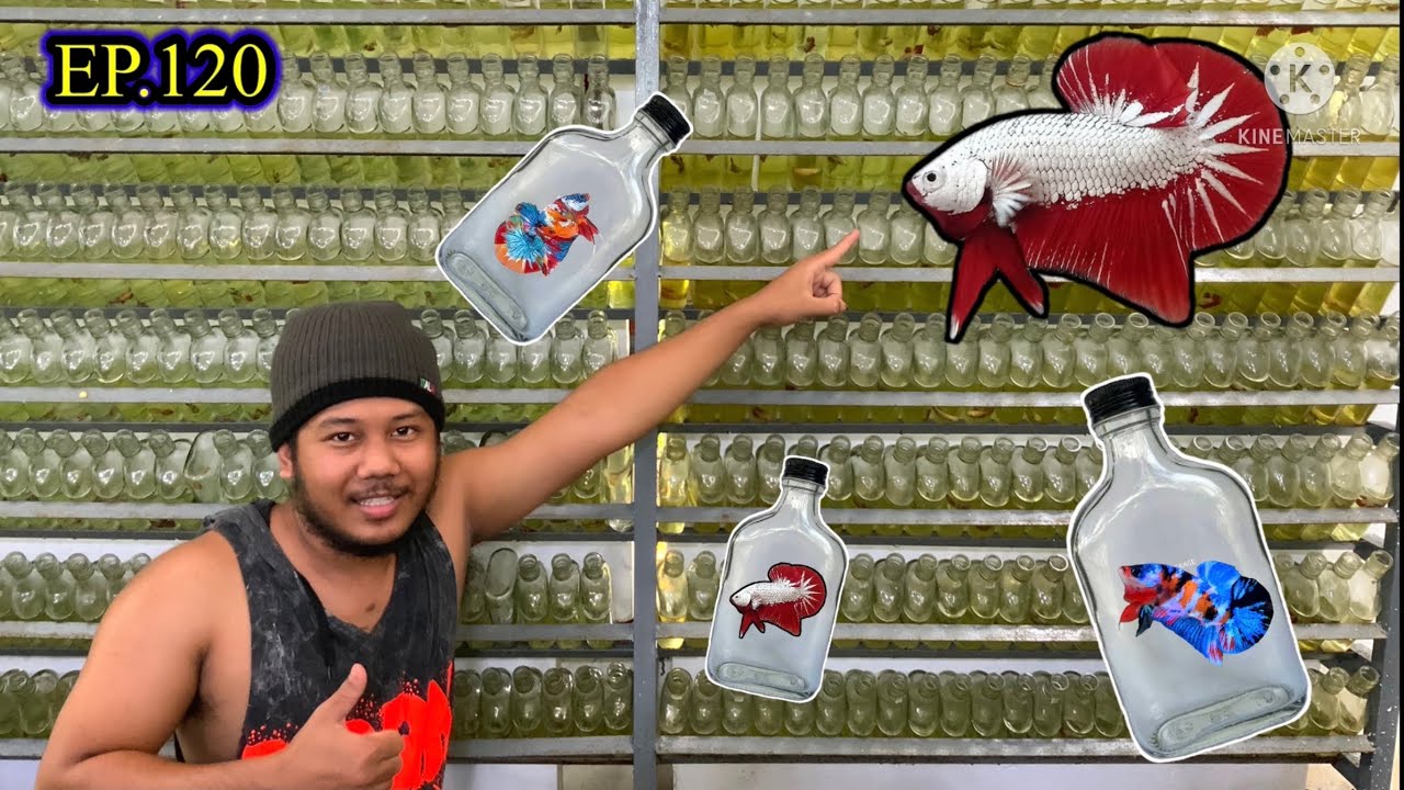 EP.120 อัพเดต ลูกปลามังกรแดงRed dragon หลังนำขึ้นมาเลี้ยงในขวดแบนบาก