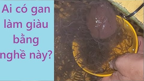 Thách thức danh tài vào nghề nuôi cá chình bạch tử. Ai dám đưa tay?