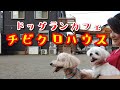 相模原のおしゃれなドッグランカフェ「チビクロハウス」に行ってきたよ～