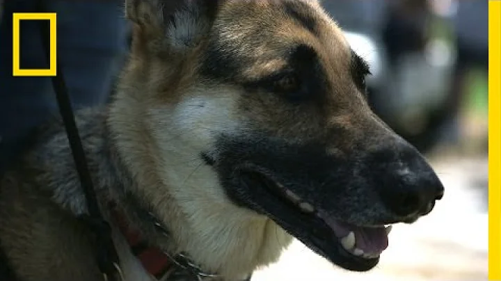 Dog Helps Veteran Cope With PTSD, Diabetes | Natio...