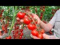 Episode 11 - Increase the yield of your tomato plants with mycorrhiza fungi