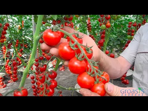 Video: Je mycorrhizae hurekebisha naitrojeni?