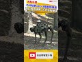 中科院秀Ghost機器狗整合進度 可AI巡檢偵察、火力追蹤鎖定