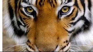 10 Very Interesting Facts about Tigers by TenRanking 34,695 views 10 years ago 2 minutes, 28 seconds